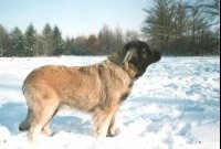 ERIS Z TŘEBOŇSKÝCH RYBNÍKŮ